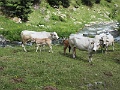IMG_5364
