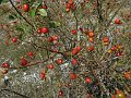 IMG_1915